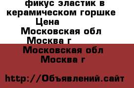 фикус эластик в керамическом горшке › Цена ­ 1 000 - Московская обл., Москва г.  »    . Московская обл.,Москва г.